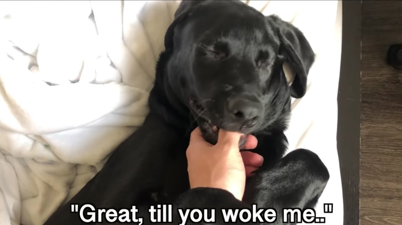 ラブラドールレトリーバー,動画