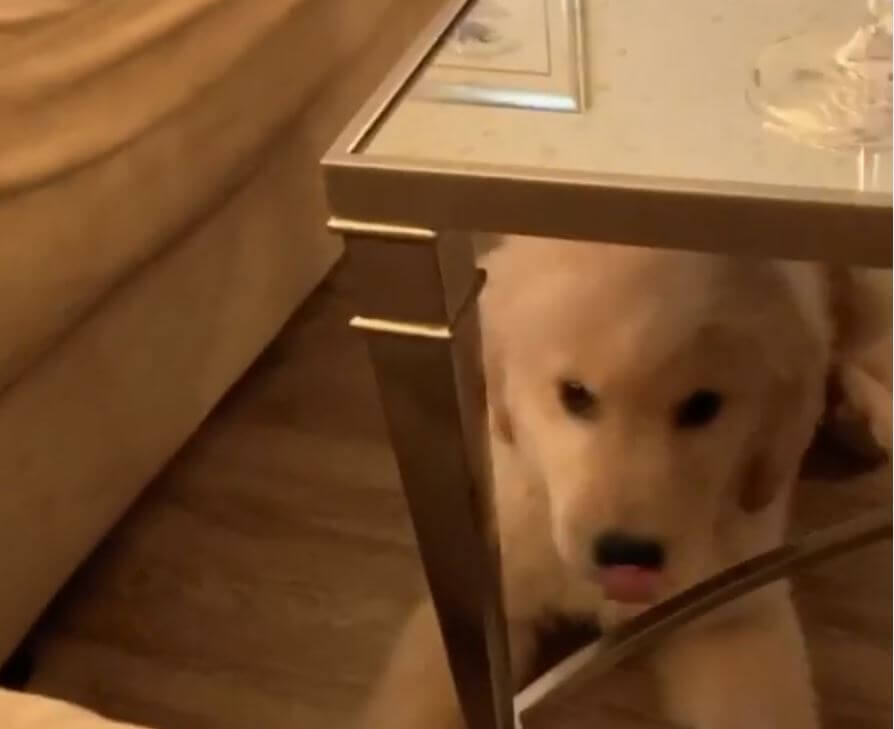 ゴールデンレトリーバー,動画