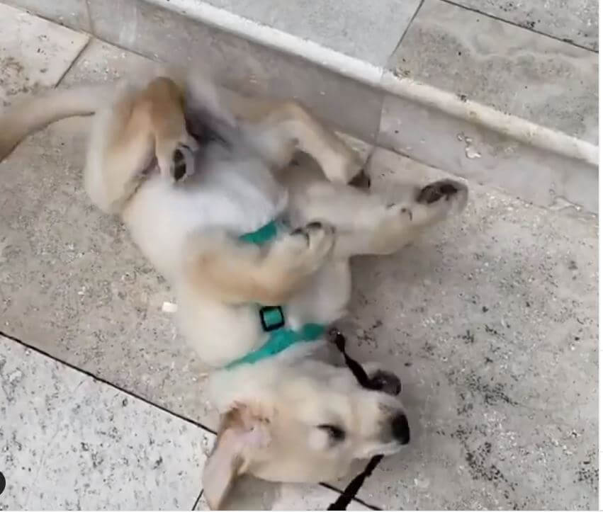 ゴールデンレトリーバー,動画