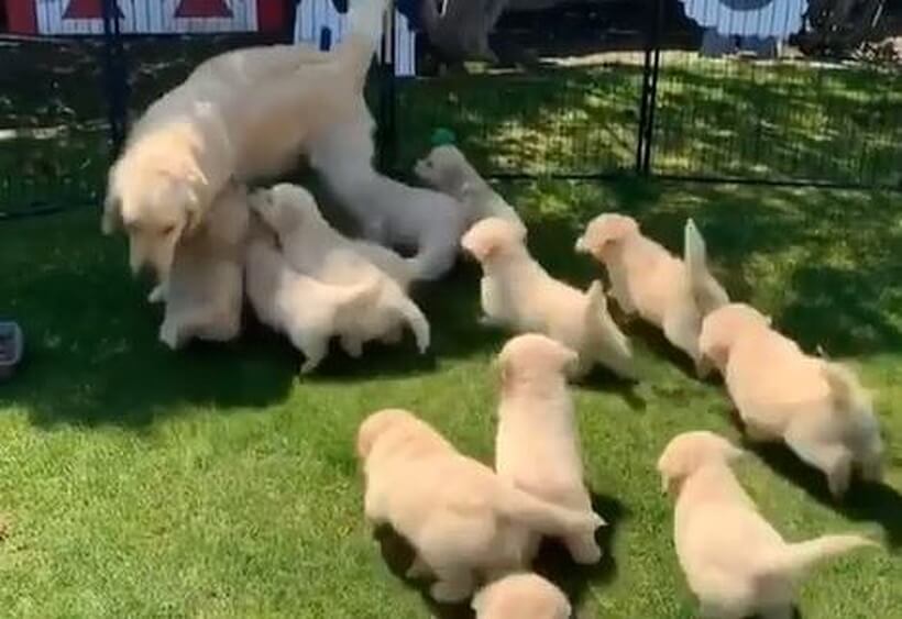 ゴールデンレトリーバー,動画