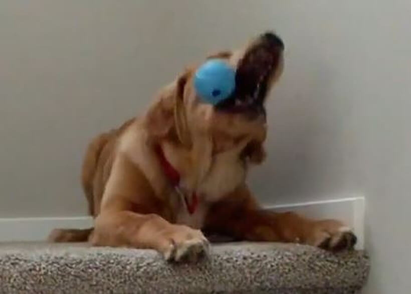 ゴールデンレトリーバー,動画