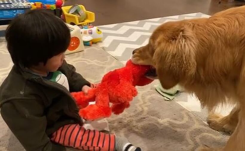 ゴールデンレトリーバー,動画