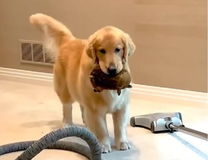 ゴールデンレトリーバー,動画