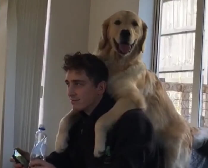 ゴールデンレトリーバー,動画