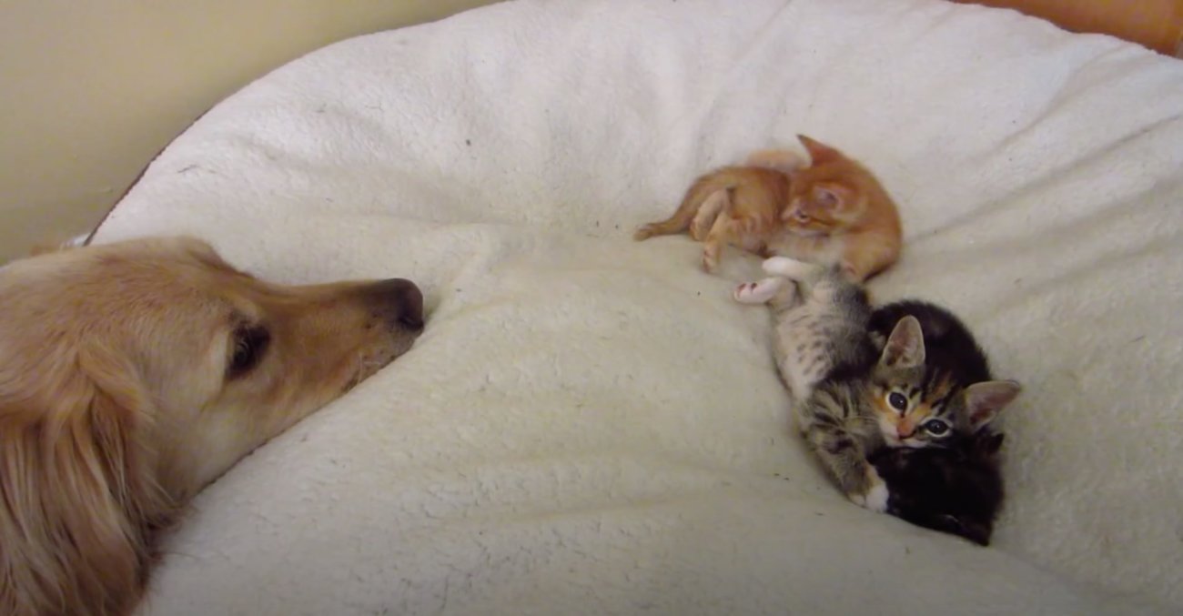 ゴールデンレトリーバー,動画