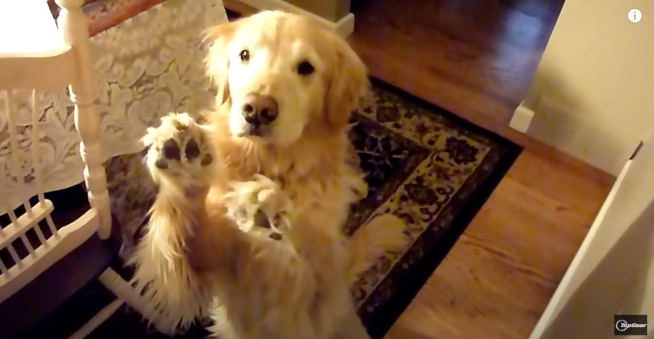 ゴールデンレトリーバー,動画