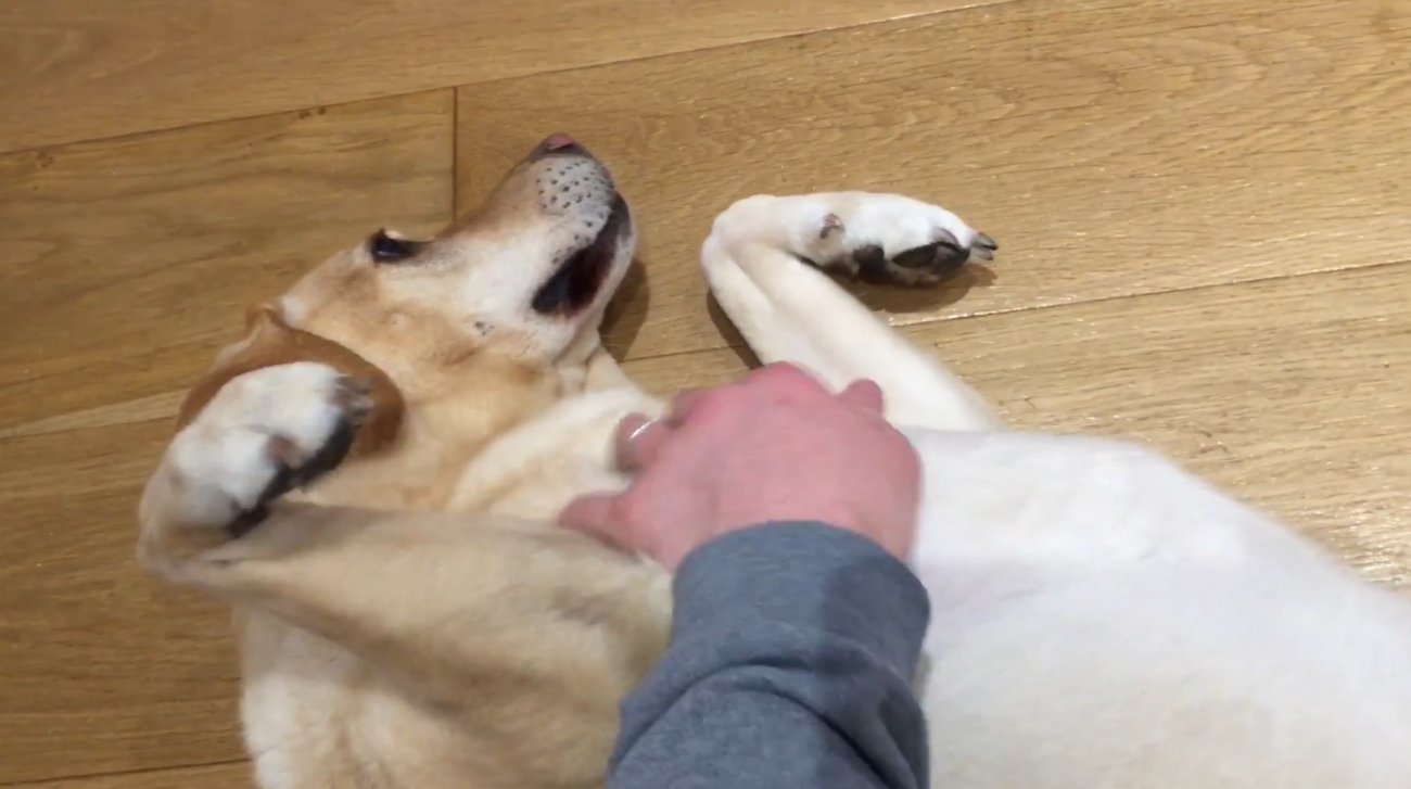 ラブラドールレトリーバー,動画