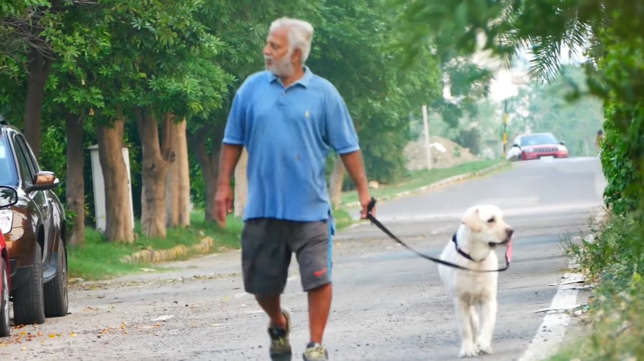 ラブラドールレトリーバー,動画