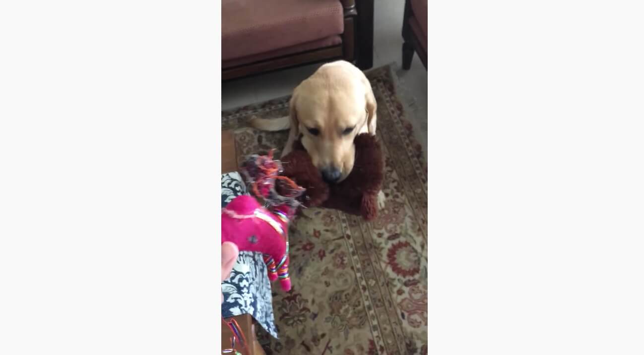 ラブラドールレトリーバー,動画