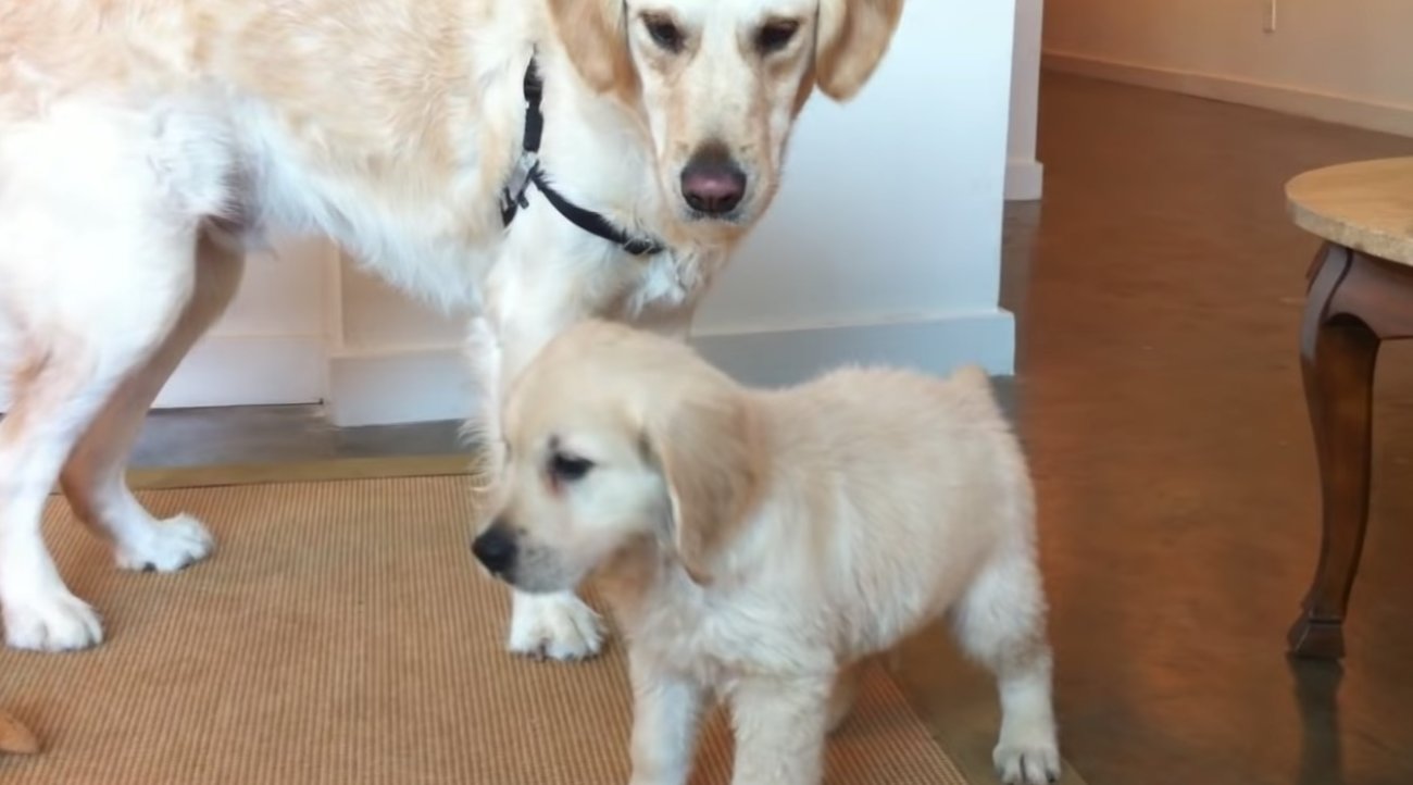 ゴールデンレトリーバー,動画