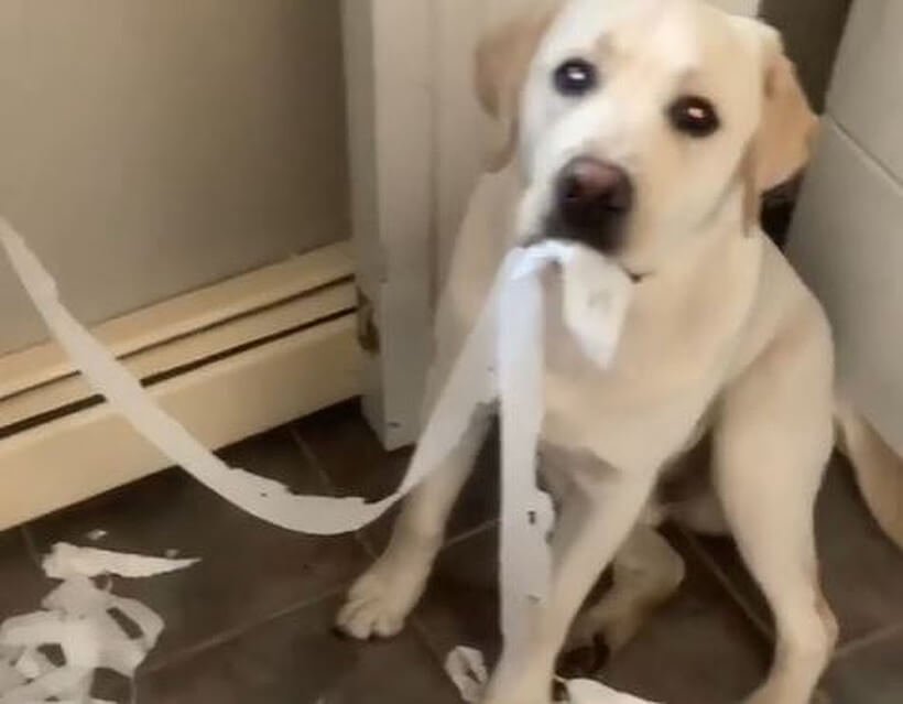 ラブラドールレトリーバー,動画