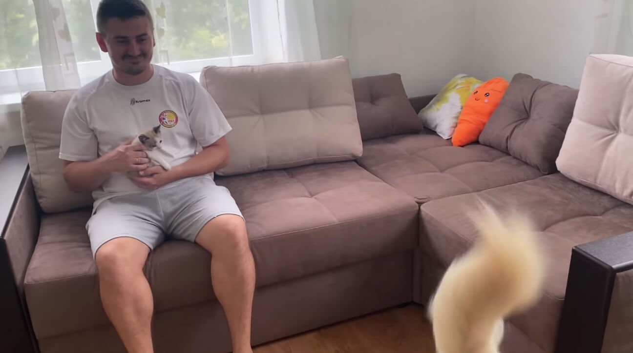 ゴールデンレトリーバー,動画