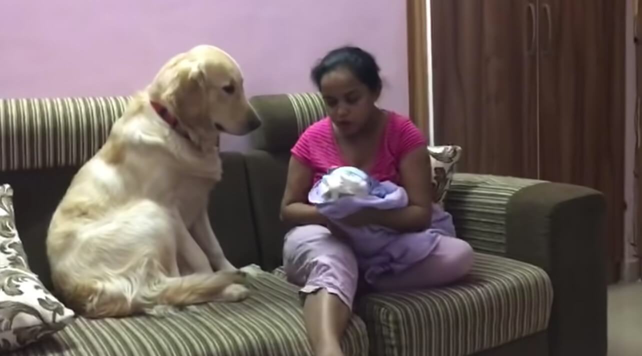 ゴールデンレトリーバー,動画