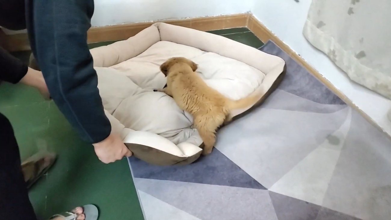 ゴールデンレトリーバー,動画