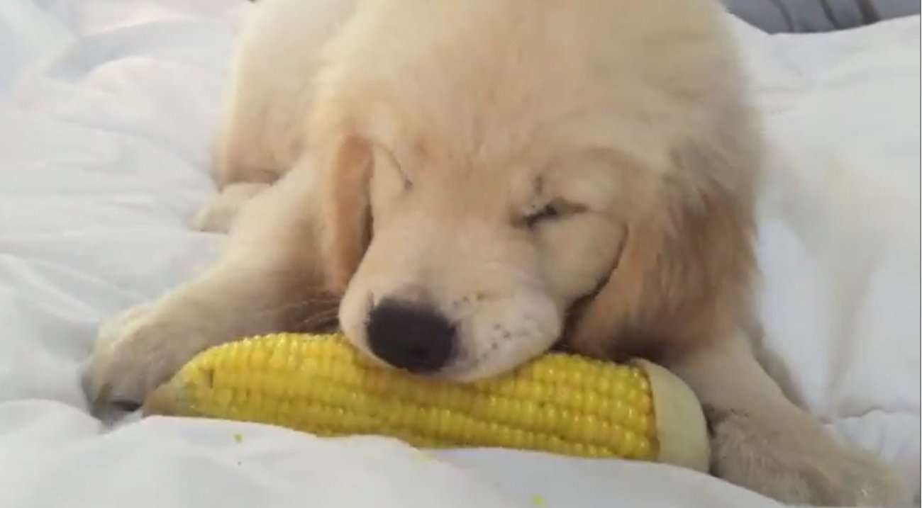 ゴールデンレトリーバー,動画