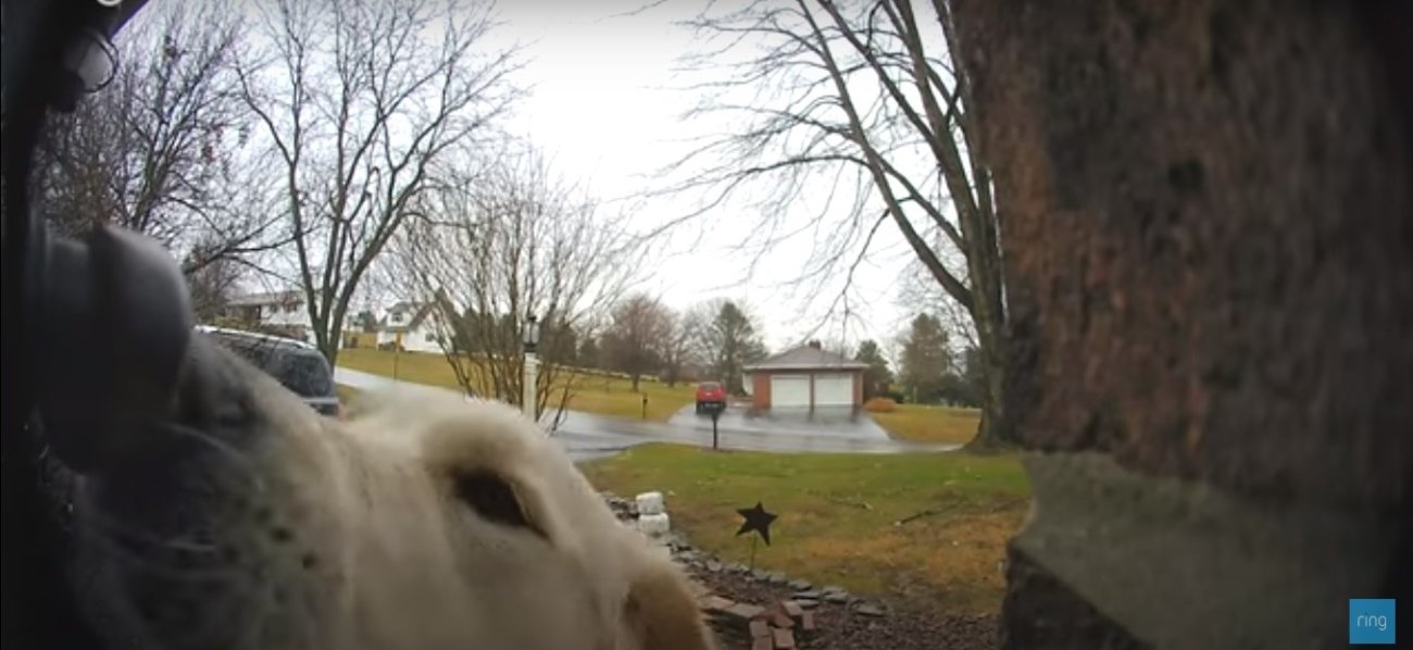 ゴールデンレトリーバー,動画