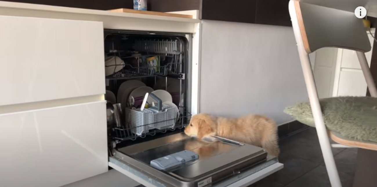 ゴールデンレトリーバー,動画