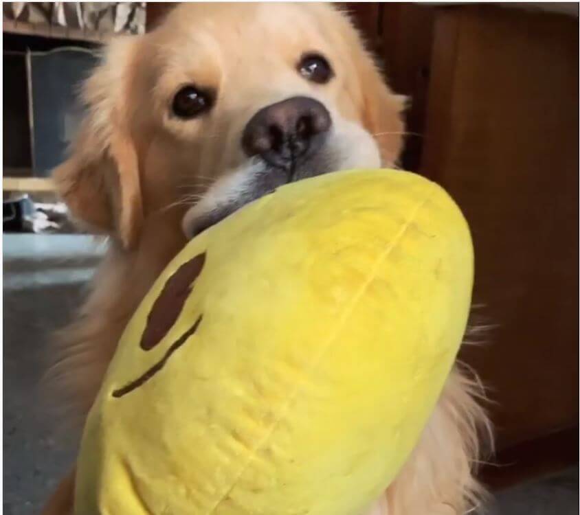 ゴールデンレトリーバー,動画