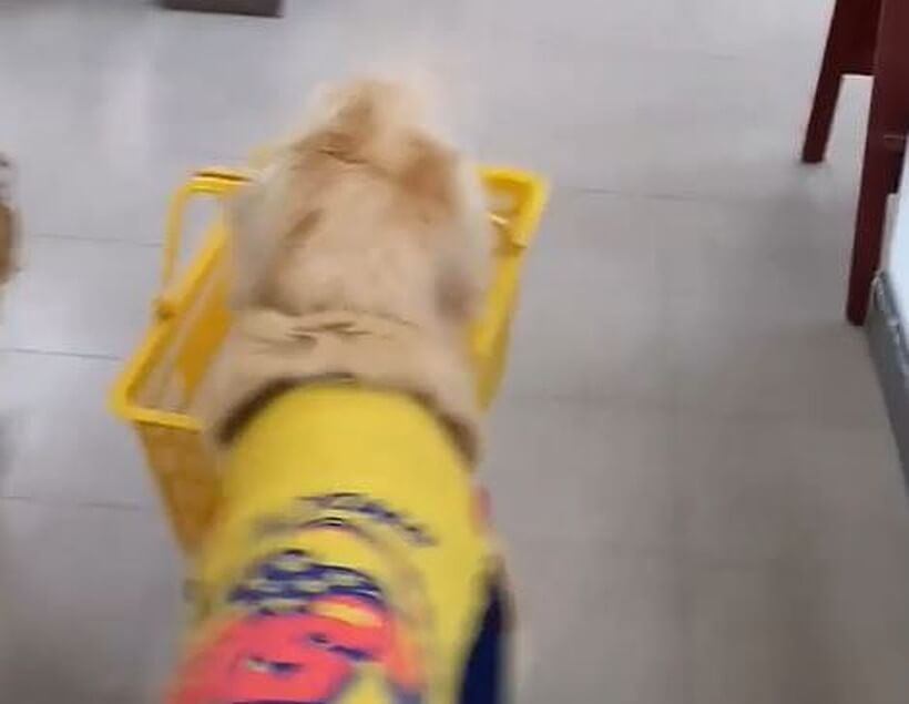 ゴールデンレトリーバー,動画