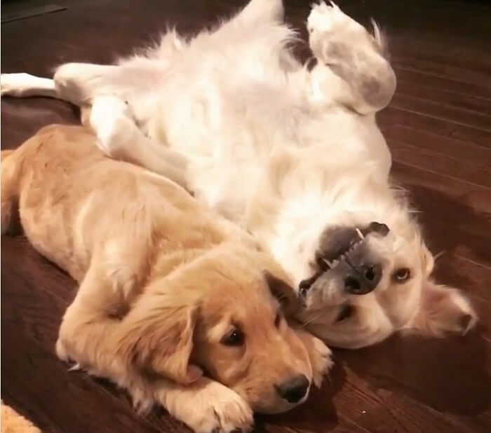 ゴールデンレトリーバー,動画