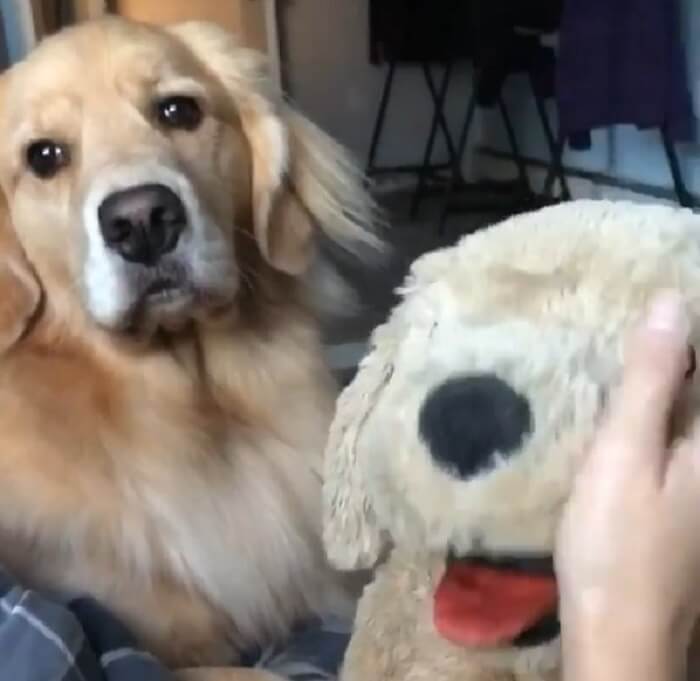 ゴールデンレトリーバー,動画