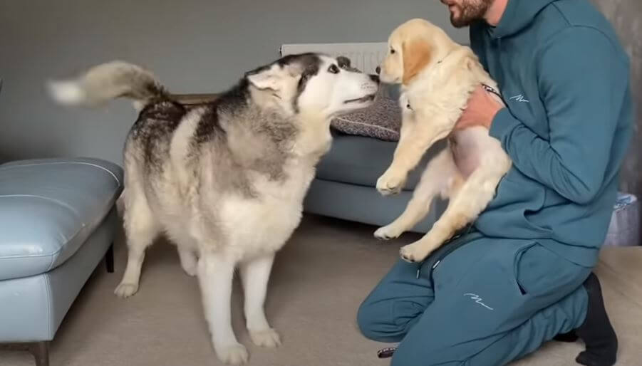 ゴールデンレトリーバー,動画