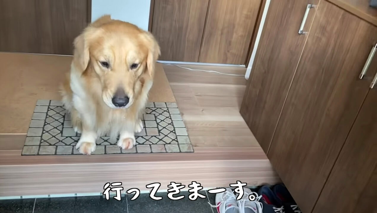 ゴールデンレトリーバー,動画