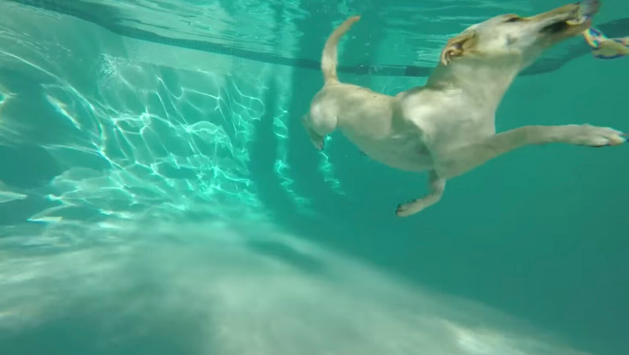 ラブラドールレトリーバー,動画