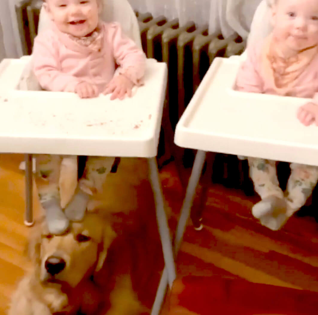 ゴールデンレトリーバー,動画