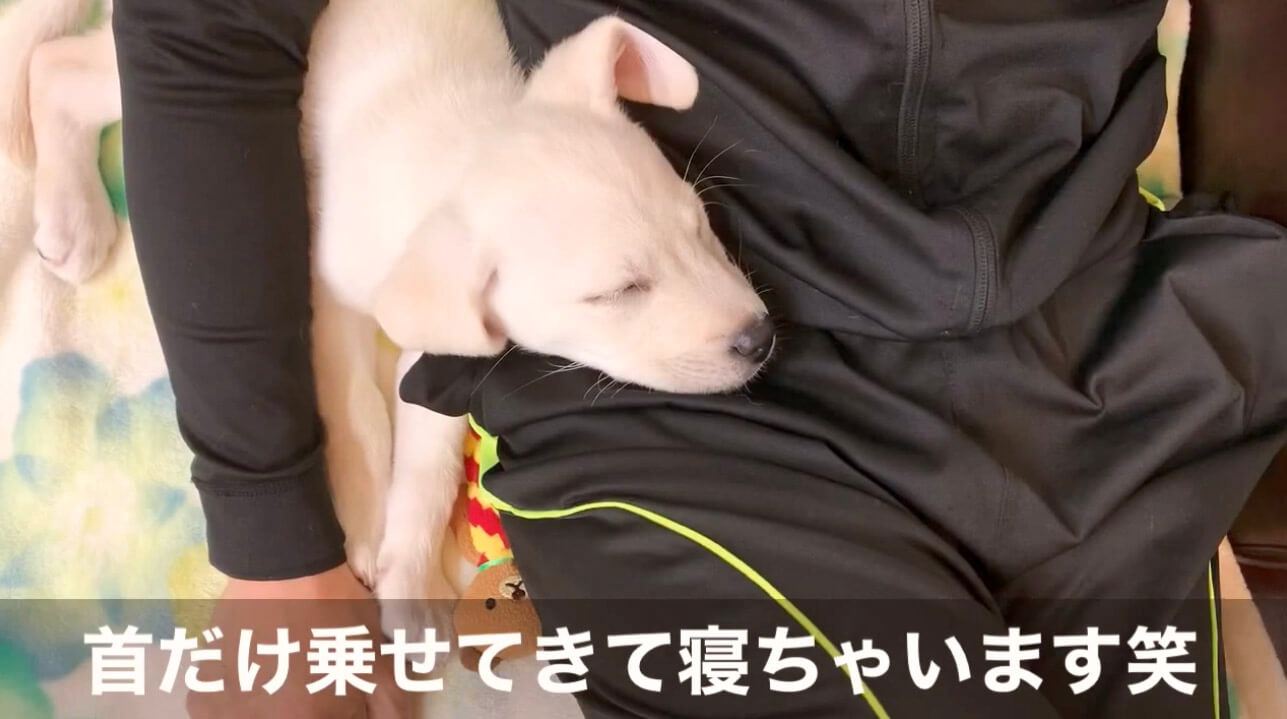 ラブラドールレトリーバー,動画