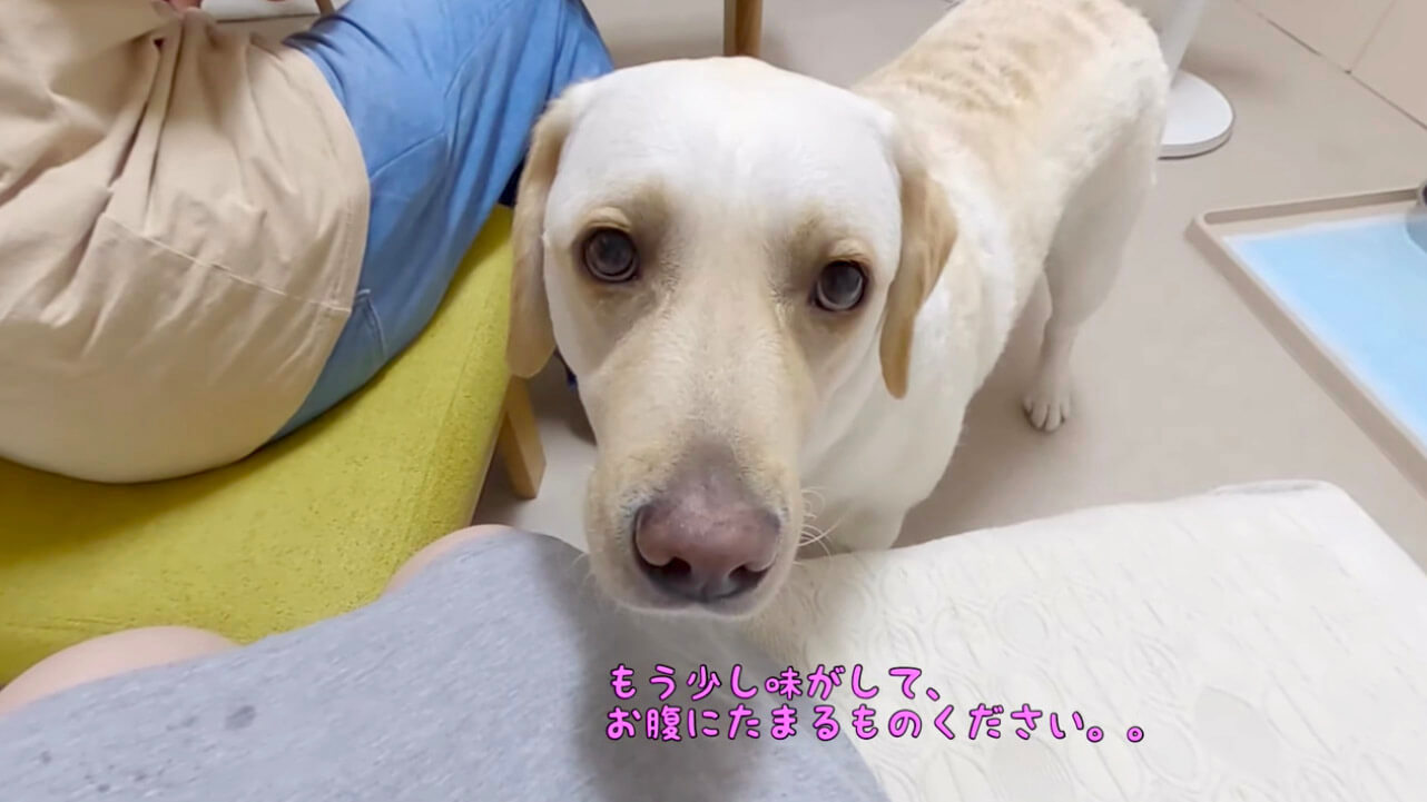 ラブラドールレトリーバー,動画