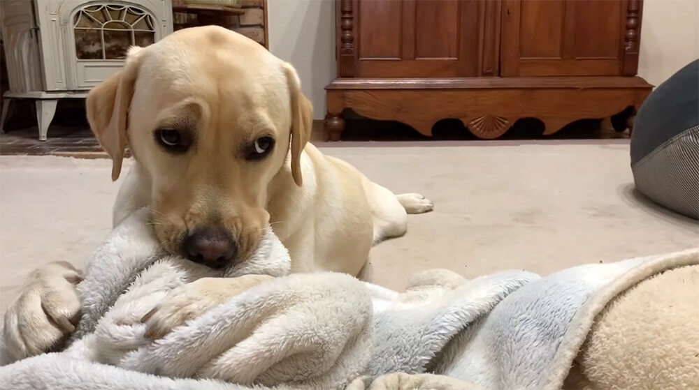 ラブラドールレトリーバー,動画