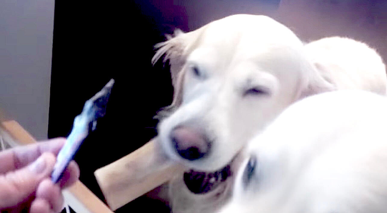 ゴールデンレトリーバー,動画