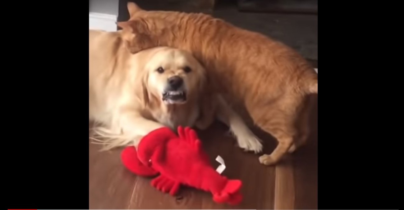 ゴールデンレトリーバー,動画