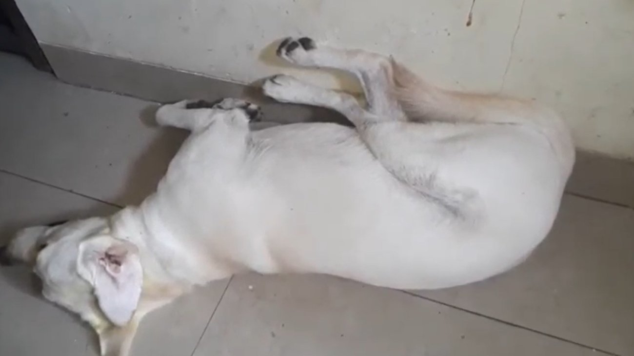 ラブラドールレトリーバー,動画