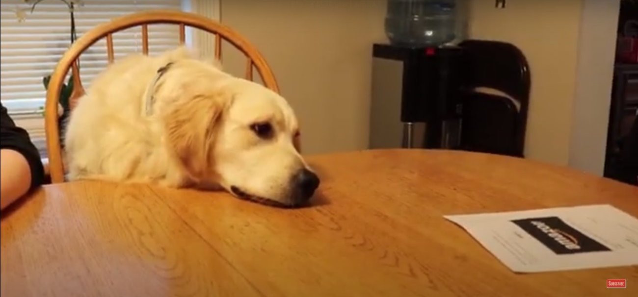 ゴールデンレトリーバー,動画