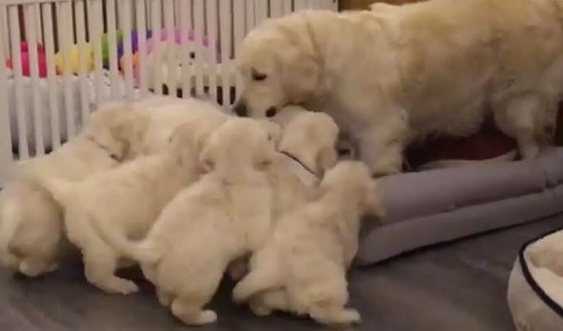 ゴールデンレトリーバー,動画