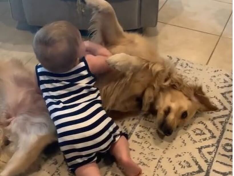 ゴールデンレトリーバー,動画