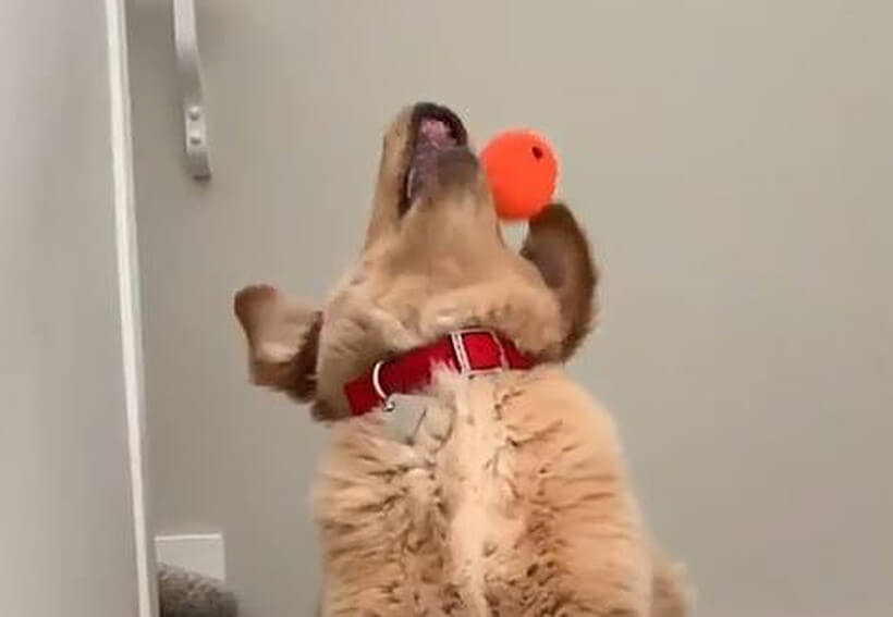 ゴールデンレトリーバー,動画