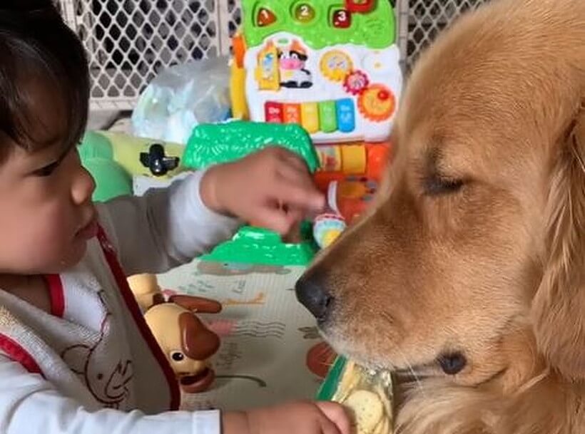 ゴールデンレトリーバー,動画