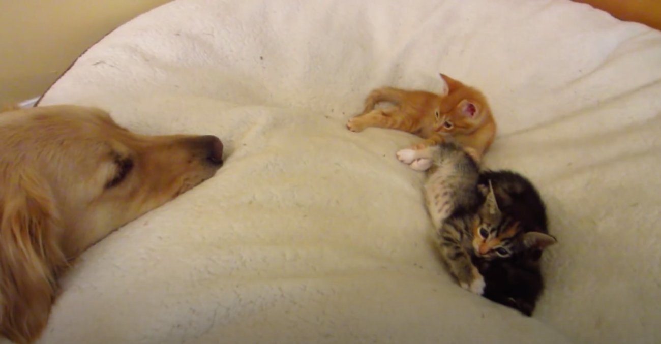 ゴールデンレトリーバー,動画