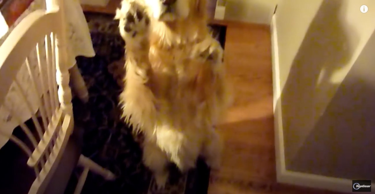 ゴールデンレトリーバー,動画