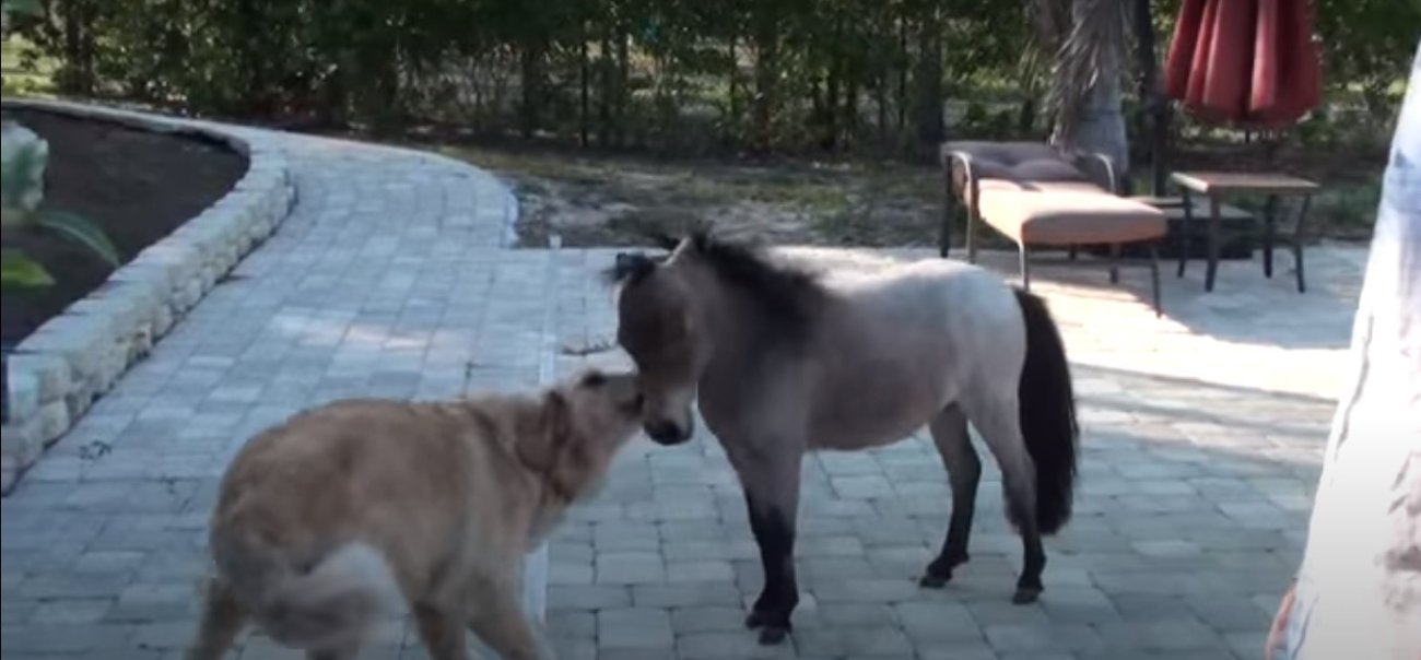 ゴールデンレトリーバー,動画