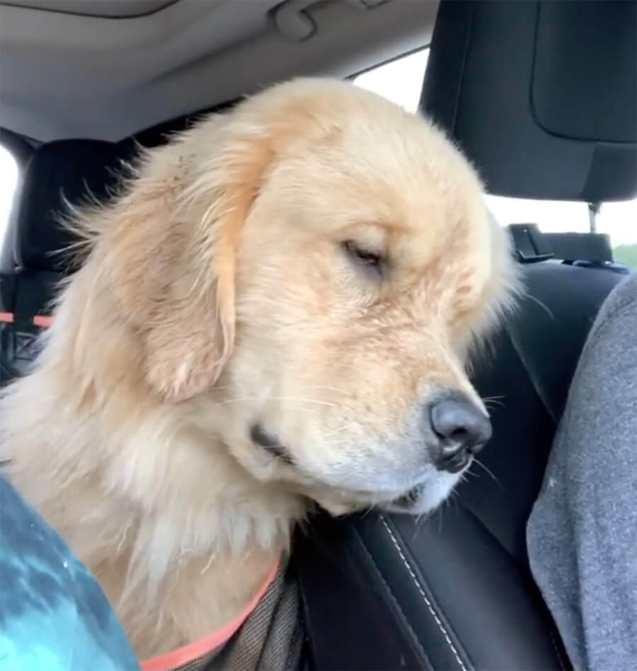 ゴールデンレトリーバー,動画