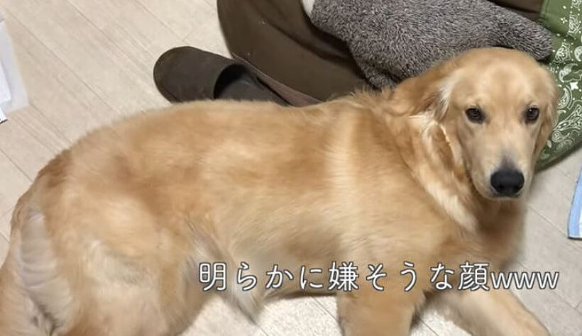 ゴールデンレトリーバー,動画