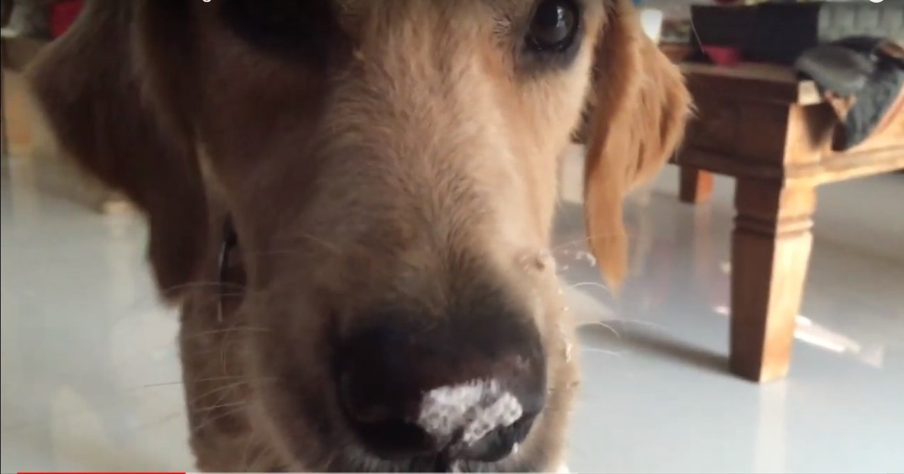 ゴールデンレトリーバー,動画