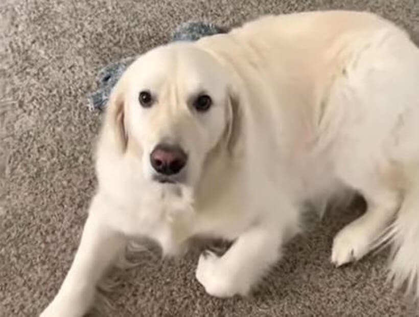 ゴールデンレトリーバー,動画