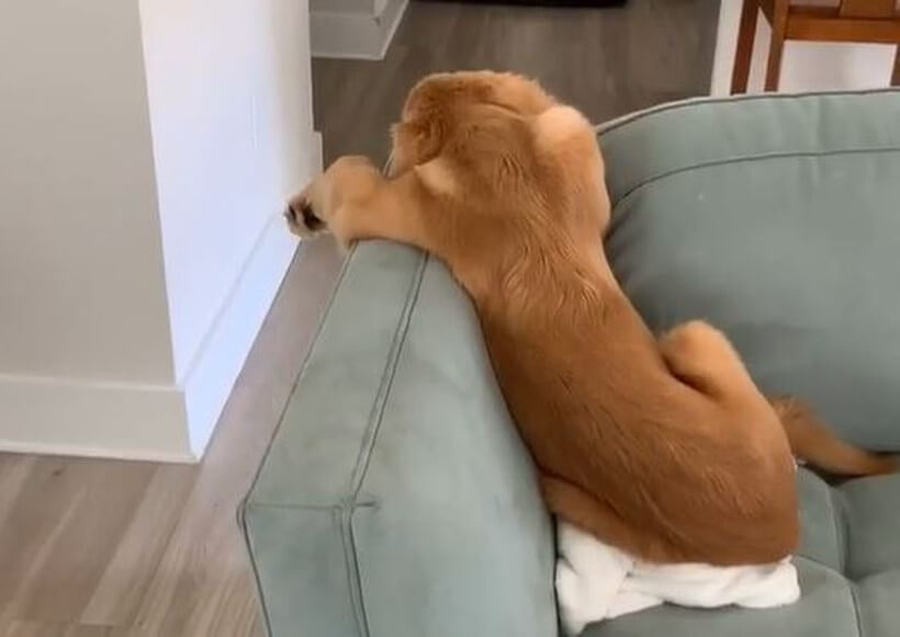 ゴールデンレトリーバー,動画