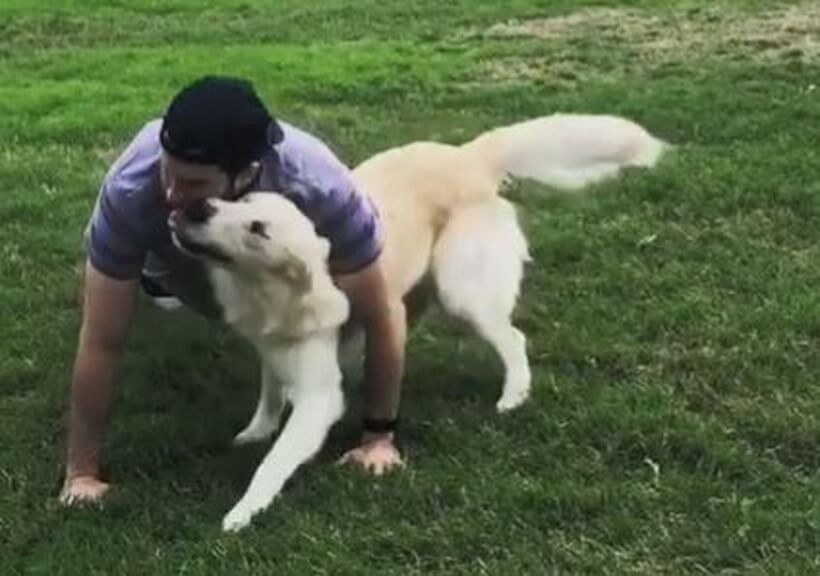 ゴールデンレトリーバー,動画