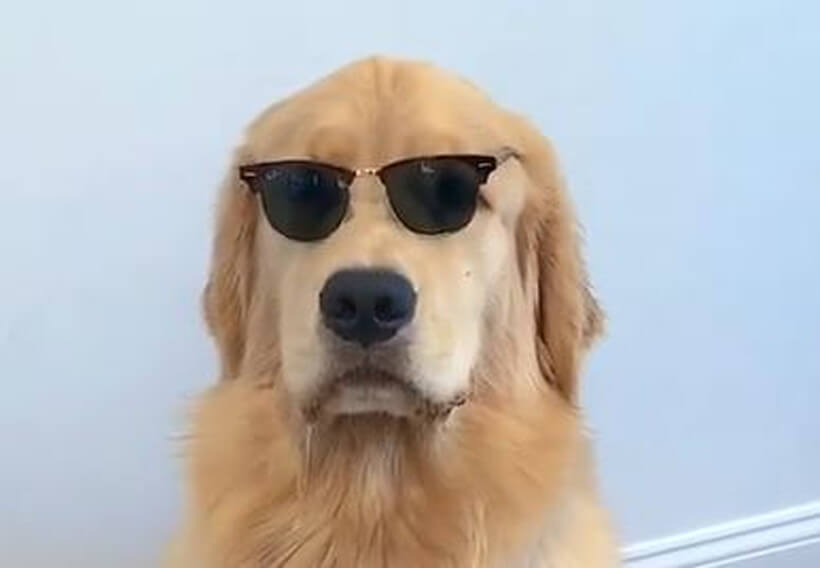 ゴールデンレトリーバー,動画